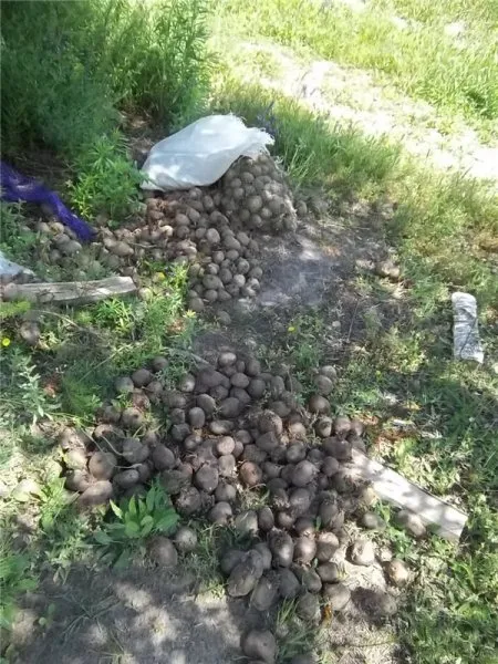 У Городянському районі, де дислокувалися військові, після них залишилися гниючі консерви та груди сміття (Фото) — фото 1